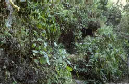 Caves hidden by forest underbrush dot the hillside of the ashram grounds.